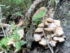 Lentinellus cochleatus