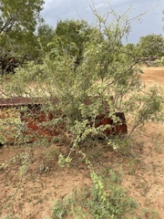 Vachellia schaffneri bravoensis