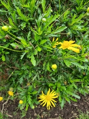 Euryops chrysanthemoides