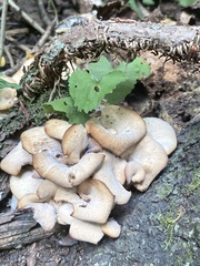 Lentinellus cochleatus