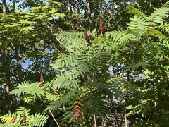Rhus typhina