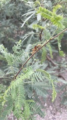 Mozena arizonensis