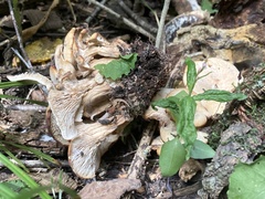 Lentinellus cochleatus