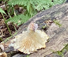 Neolentinus lepideus