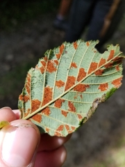 Acalitus brevitarsus