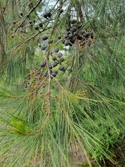 Allocasuarina littoralis