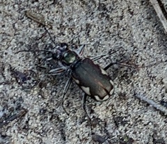Cicindela scutellaris lecontei