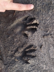 Procyon cancrivorus