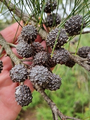 Allocasuarina littoralis