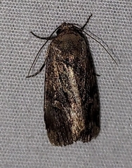 Elaphria chalcedonia