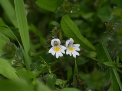 Euphrasia stricta