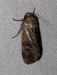 Elaphria chalcedonia