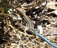 Aspidoscelis hyperythrus