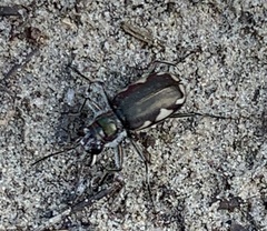 Cicindela scutellaris lecontei