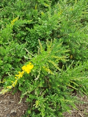 Genista stenopetala