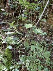 Euonymus occidentalis