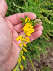 Genista stenopetala
