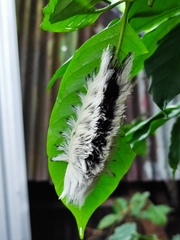 Megalopyginae