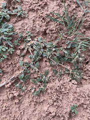 Guilleminea densa