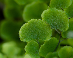 Adiantum chilense scabrum