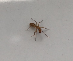 Camponotus conspicuus