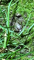 Velarifictorus micado