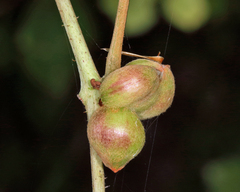 Ampelomyia vitispomum