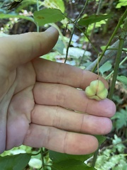 Euonymus occidentalis