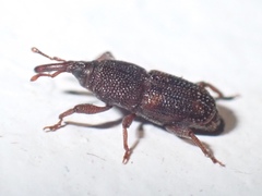Sitophilus
