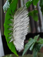 Megalopyginae