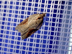 Acleris laterana