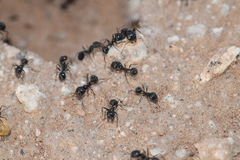 Veromessor pergandei