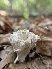 Sebacina schweinitzii