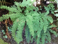 Adiantum aleuticum
