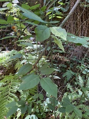 Euonymus occidentalis