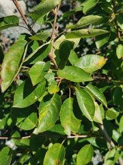 Amelanchier arborea
