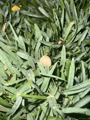 Conocybe apala