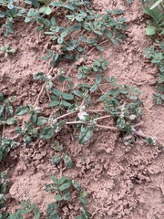 Guilleminea densa