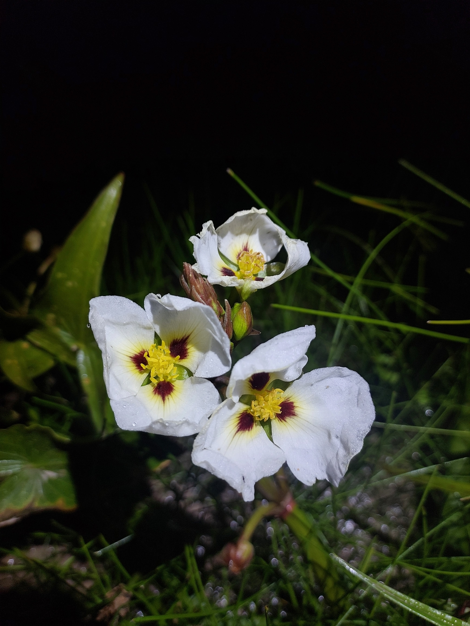 Sagittaria montevidensis
