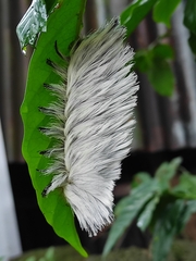 Megalopyginae