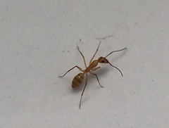 Camponotus conspicuus