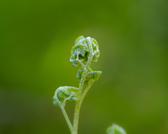 Adiantum chilense scabrum