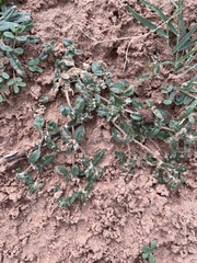 Guilleminea densa