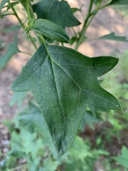 Arnoglossum atriplicifolium