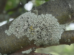 Physcia millegrana