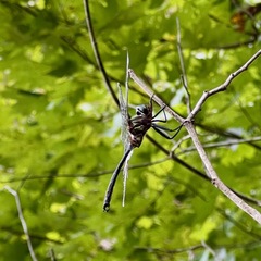 Somatochlora tenebrosa