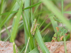 Dichromorpha viridis