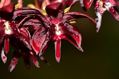 Asclepias melantha