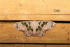 Scopula divisaria