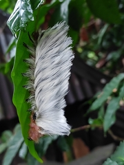 Megalopyginae